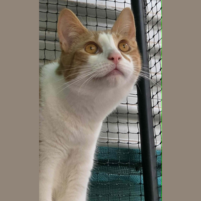 Photo of Jonas ** 2nd Chance Cat Rescue**