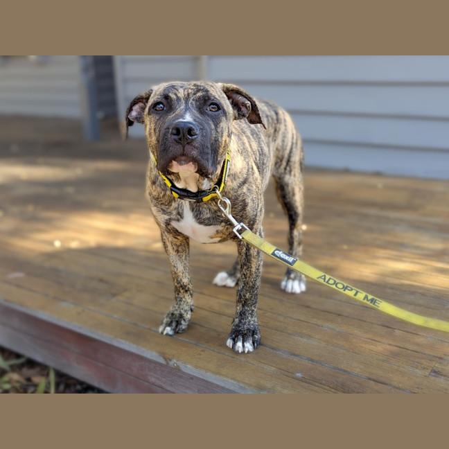 Photo of Stitch 