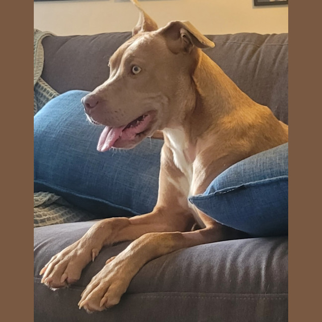 Photo of Stella
