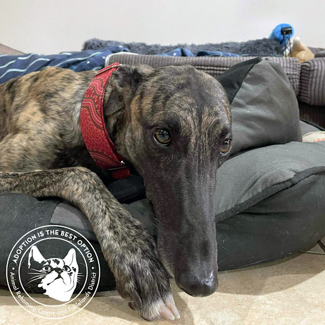 Photo of Meg (Little Meg)