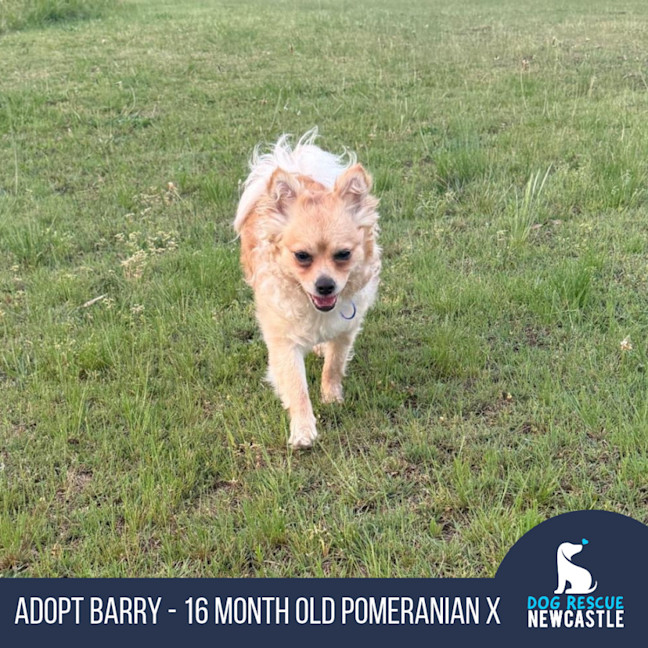 Photo of Barry   16 Month Old Pomeranian X
