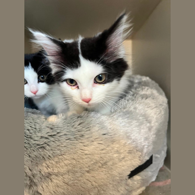 Photo of Raspberry Ripple