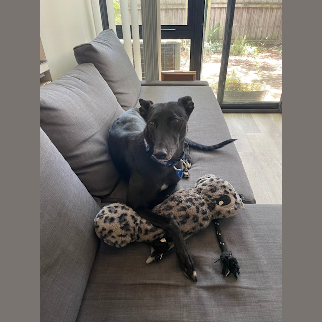 Photo of Haribo   7 Year Old Greyhound 