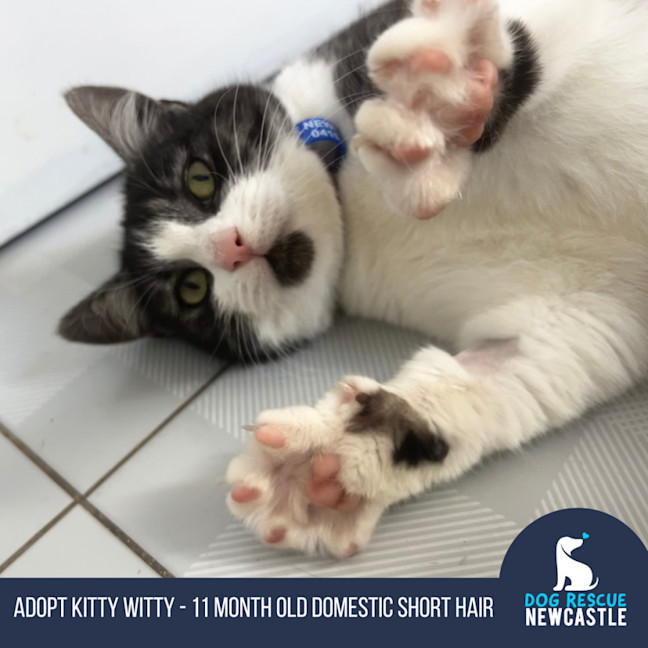 Photo of Kitty Witty   11 Month Old Domestic Short Hair