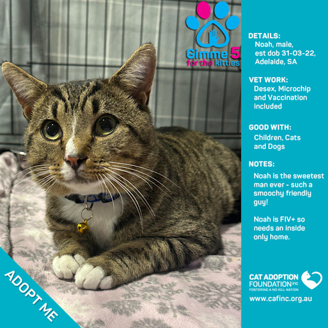 Photo of Noah Only $50 Limited Time!