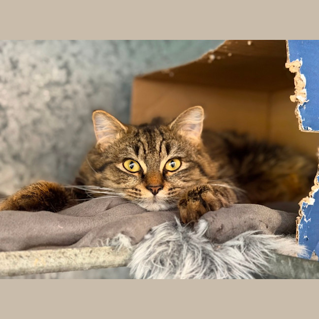 Photo of Ollie
