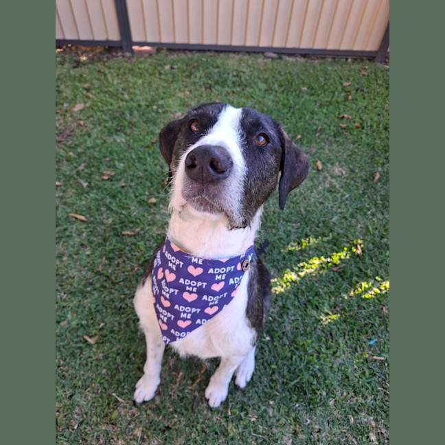 Photo of Murphy *$350 Adoption Fee*