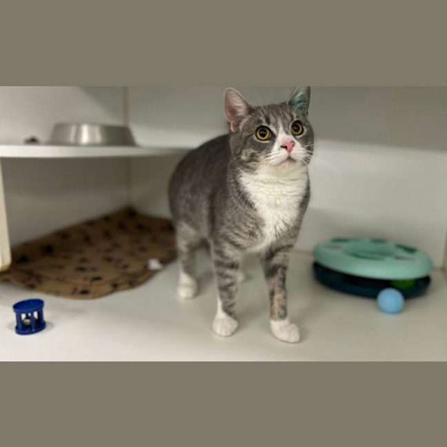 Photo of Meowmeow