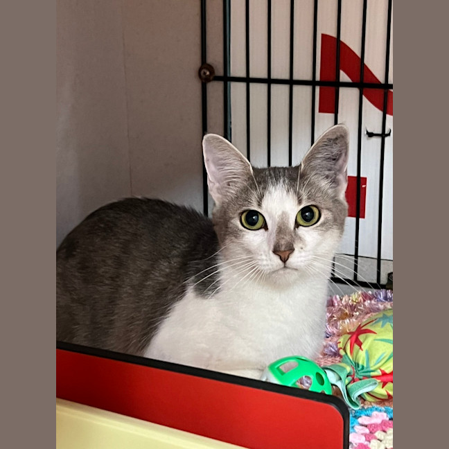 Photo of Lunar