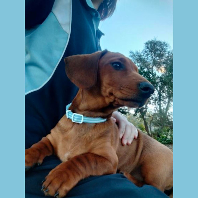 Photo of Wiggles