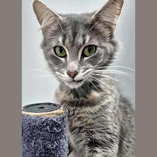 Photo of Momo