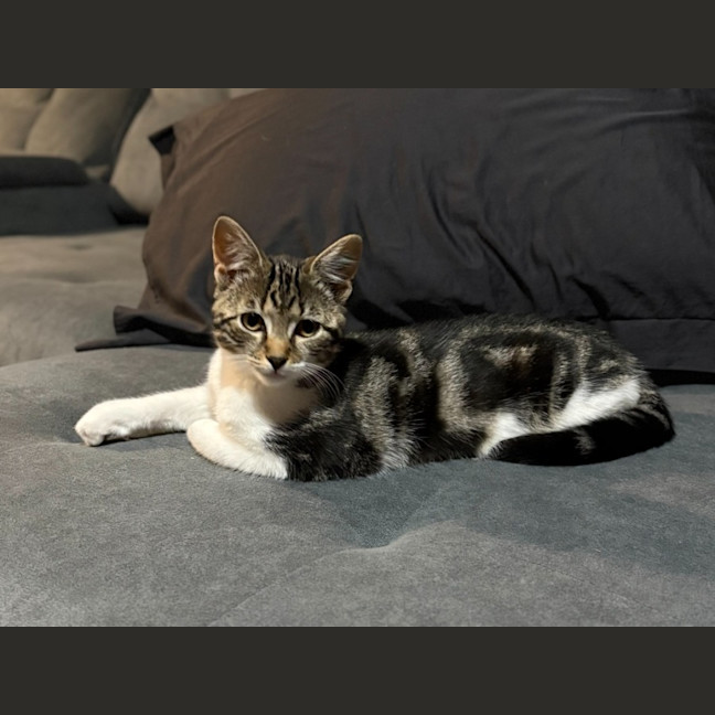 Photo of Ruby   Reduced Adoption Fee $200