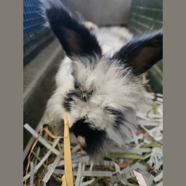 Photo of Flopsy