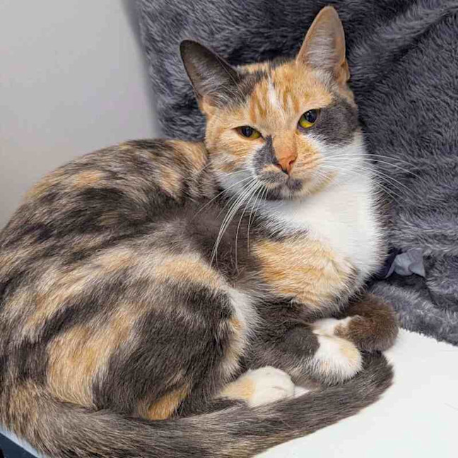 Photo of Lila