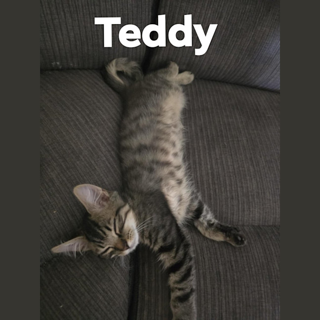 Photo of Teddy