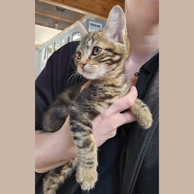 Photo of Lord Litterbox