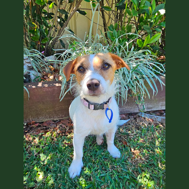 Photo of Lovie  11 Month Old Jack Russell Terrier