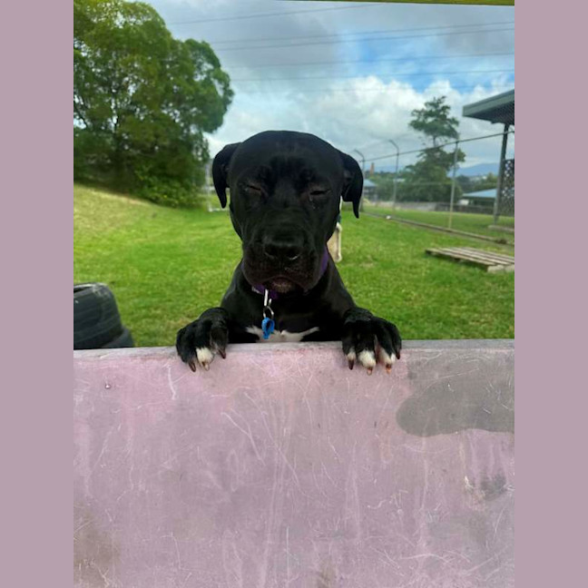 Photo of Apollo