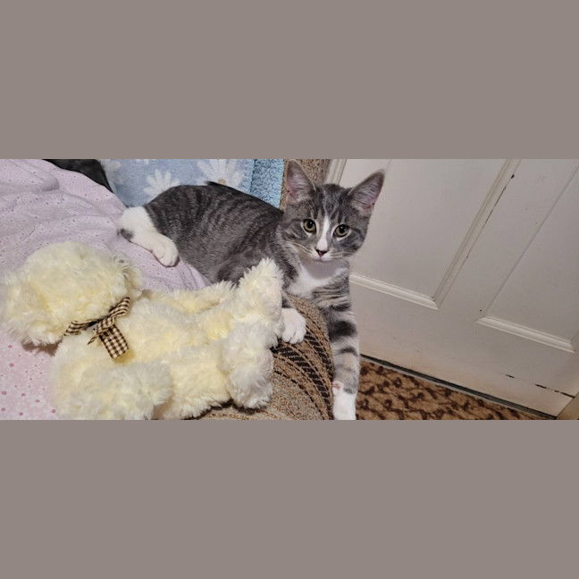 Photo of Sir Whiskerface