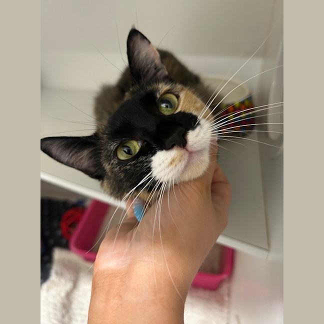 Photo of Jelly Belly