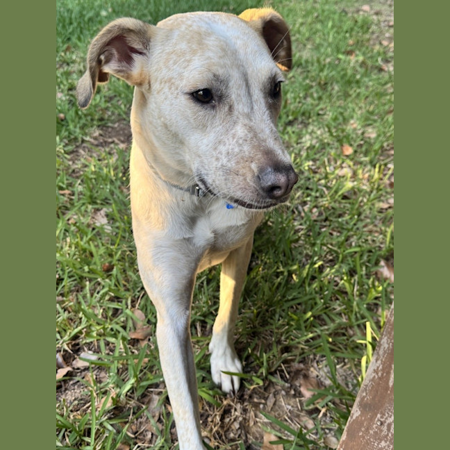 Photo of Pedro *$350 Adoption Fee*