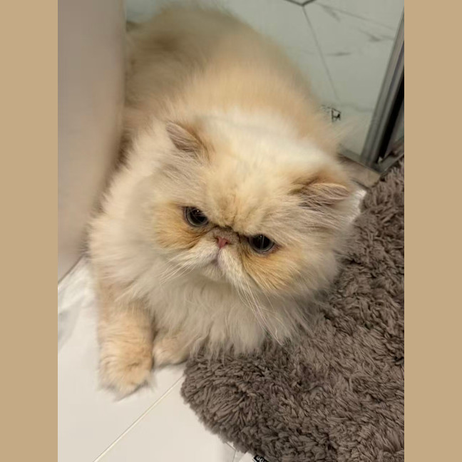 Photo of Deboo