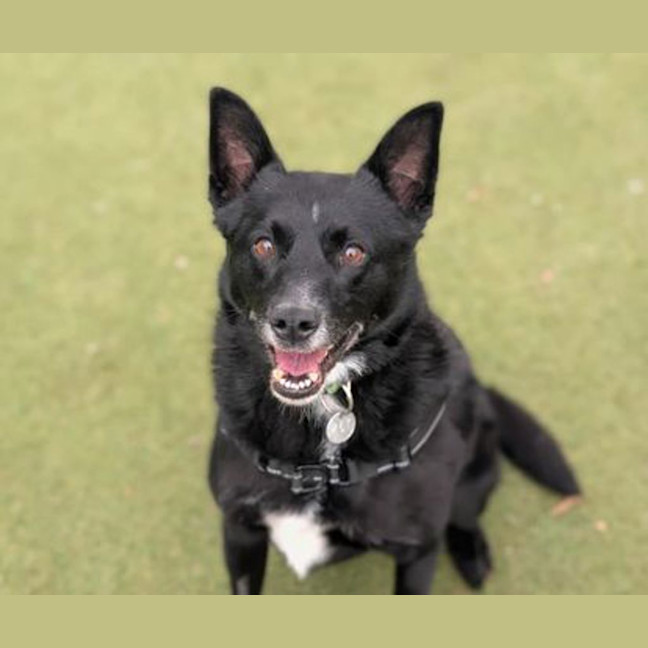 Photo of Ace