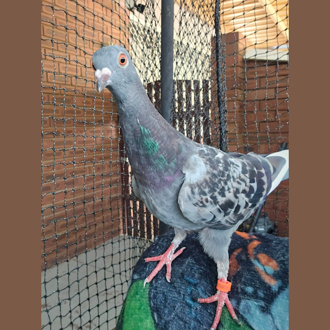 Photo of Goose