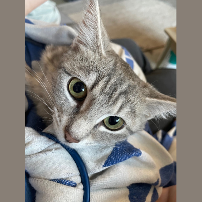 Photo of Sadie
