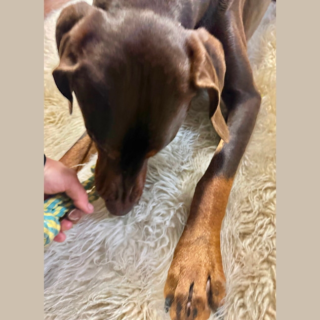 Photo of Mr. O. Von Dobermann