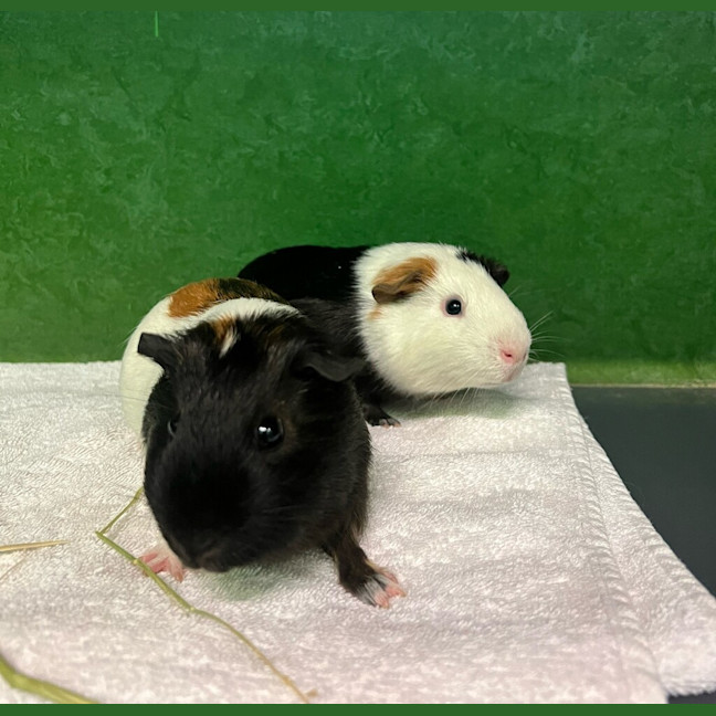 Photo of George (Bonded To Harry)