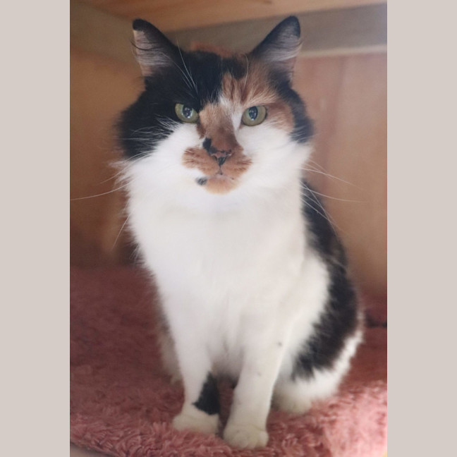 Photo of Heidi   Now At Pet Quarters Thornton