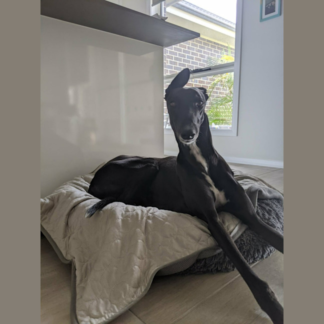 Photo of Cassie, The Greyhound