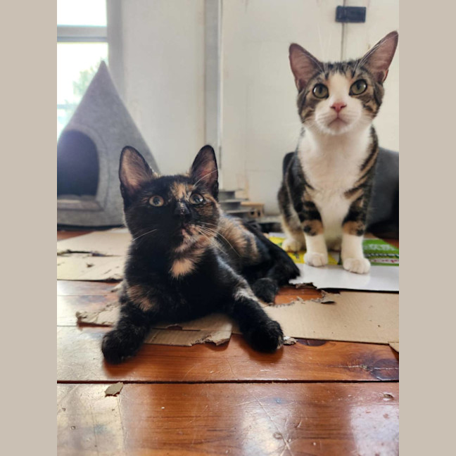 Photo of Milo Mudcake