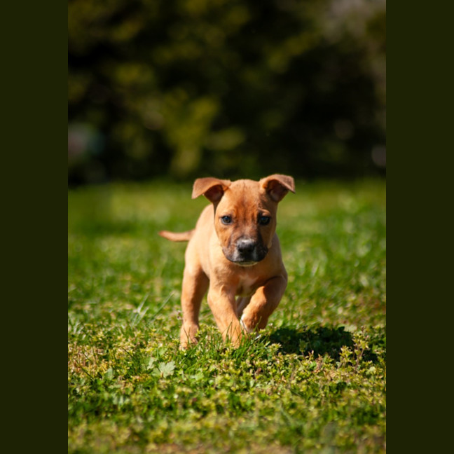 Photo of Bodhi