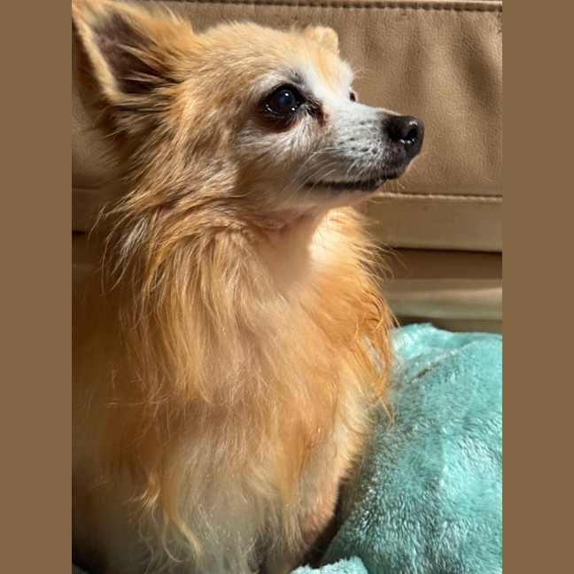 Photo of Coco