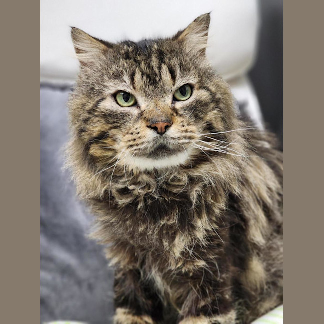 Photo of 🐟 Mahi Mahi 6469 🐟