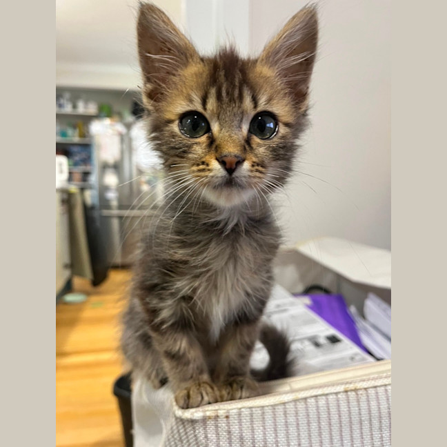 Photo of Dusty