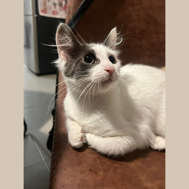 Photo of Misty 