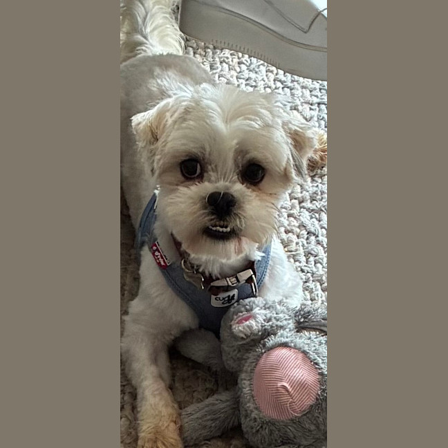 Photo of Biscuit