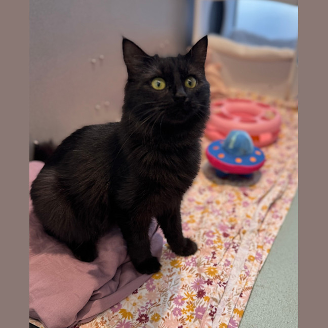 Photo of Smokey