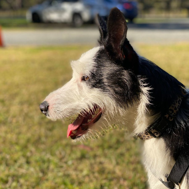 Photo of Pixie
