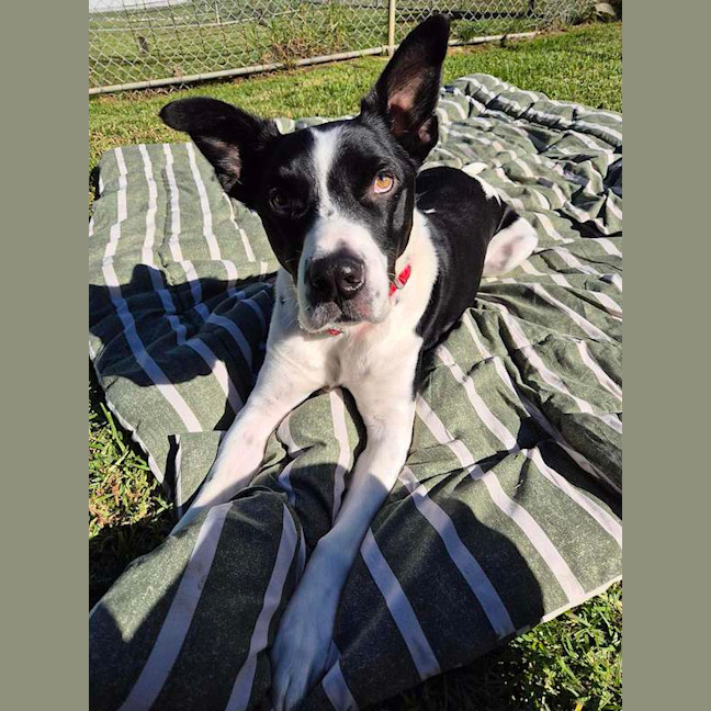 Photo of Dozer