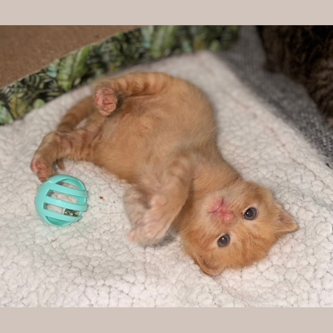 Photo of Rocket 