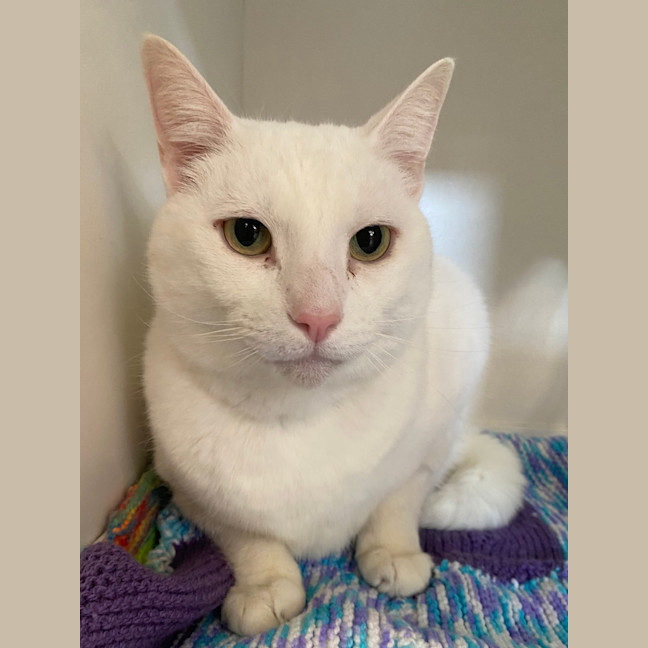 Photo of Lamington