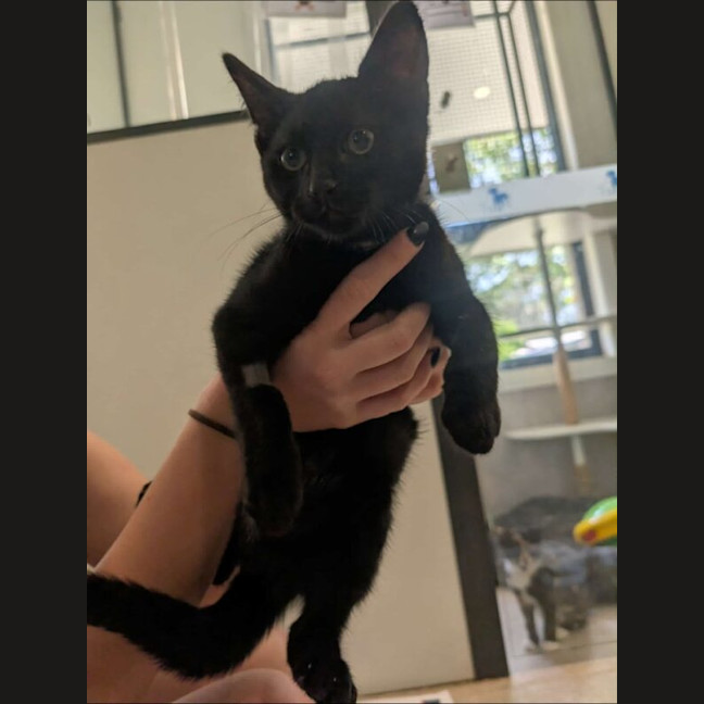 Photo of Macaroni