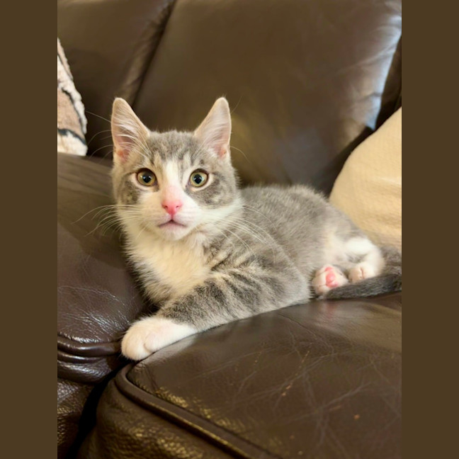 Photo of Sesame