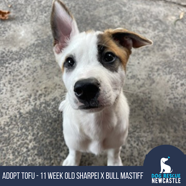 Photo of Tofu   4 Month Old Sharpei X Bull Mastiff