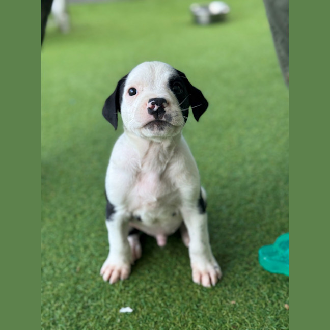 Photo of D1202 Monte