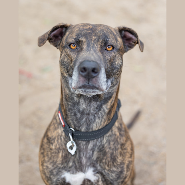 Photo of Ozzie